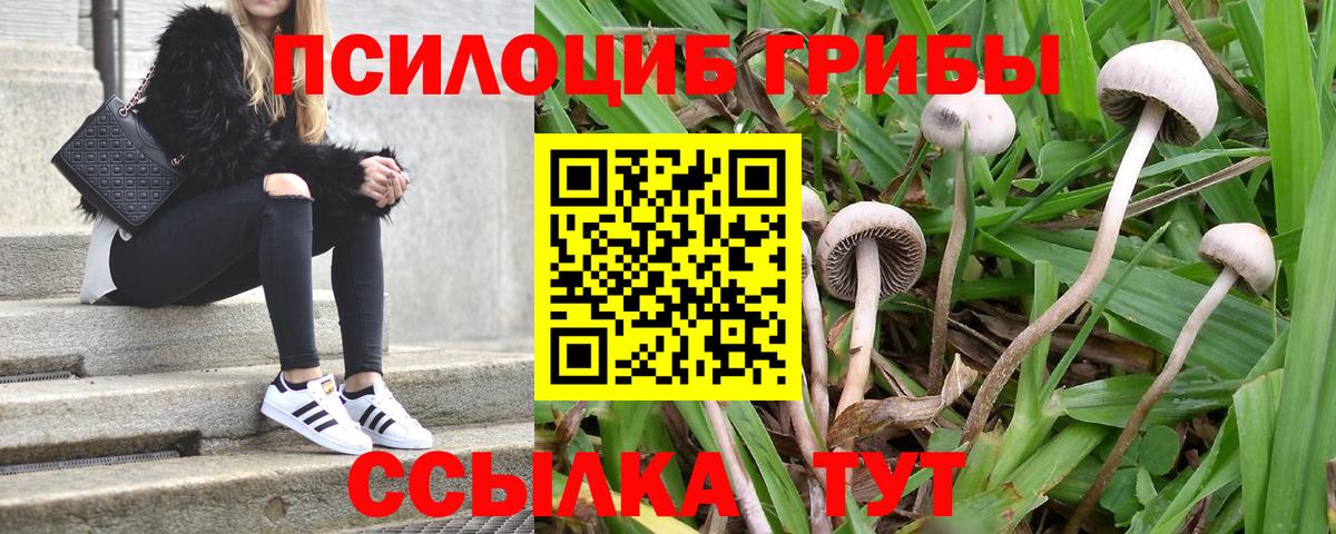 Электрогорск  Псилоцибиновые грибы Magic Shrooms  Вход с VPN 